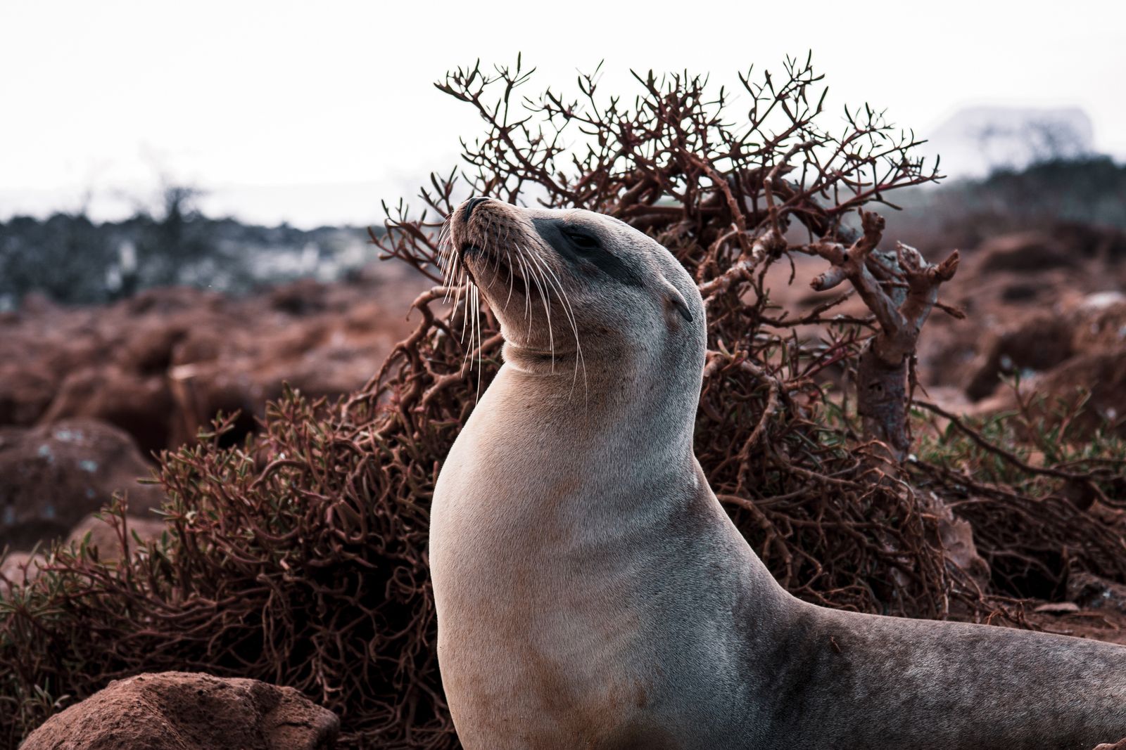 Image may contain Animal Mammal Sea Life Sea Lion Seal Canine Dog and Pet