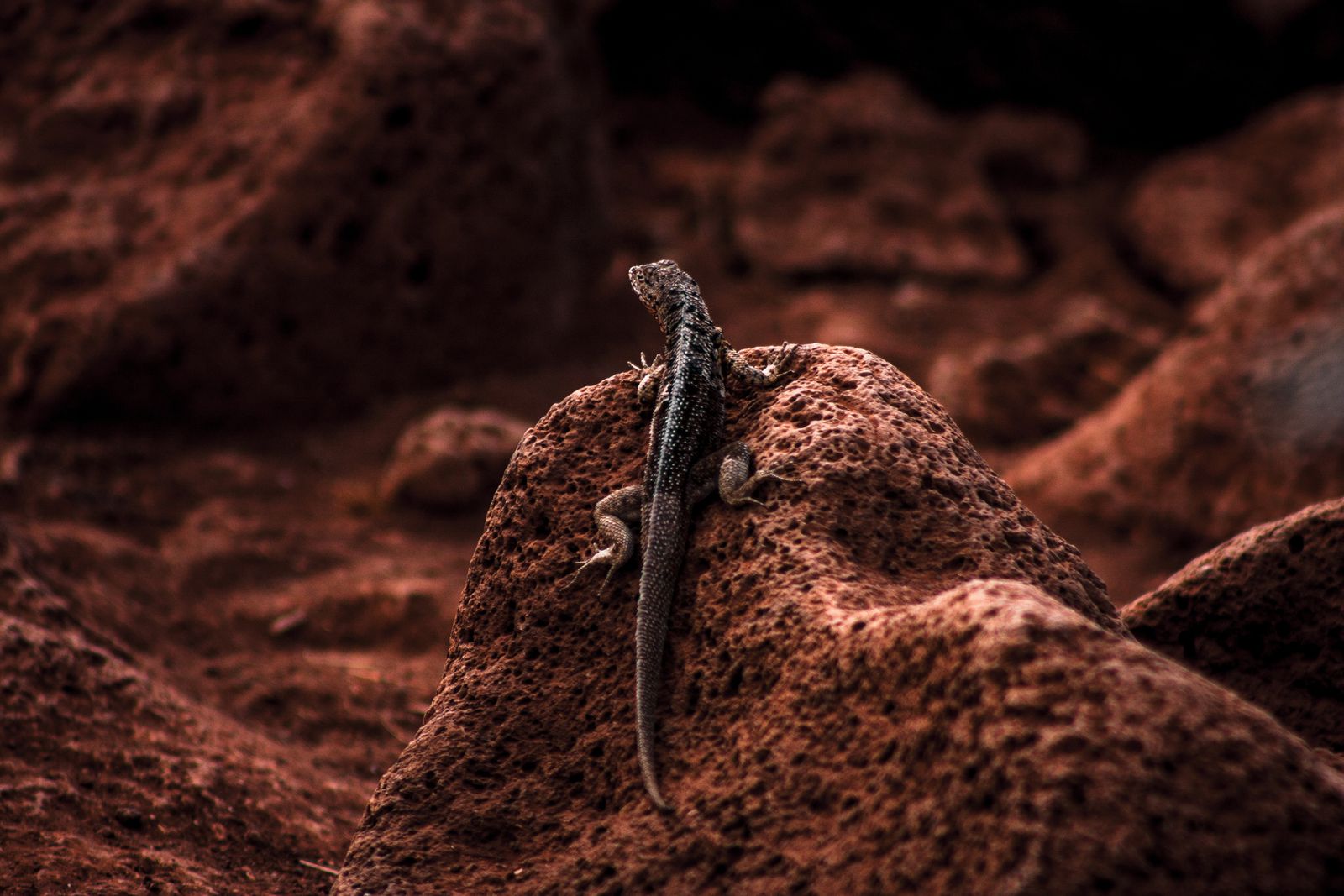 Image may contain Animal Lizard Reptile and Gecko