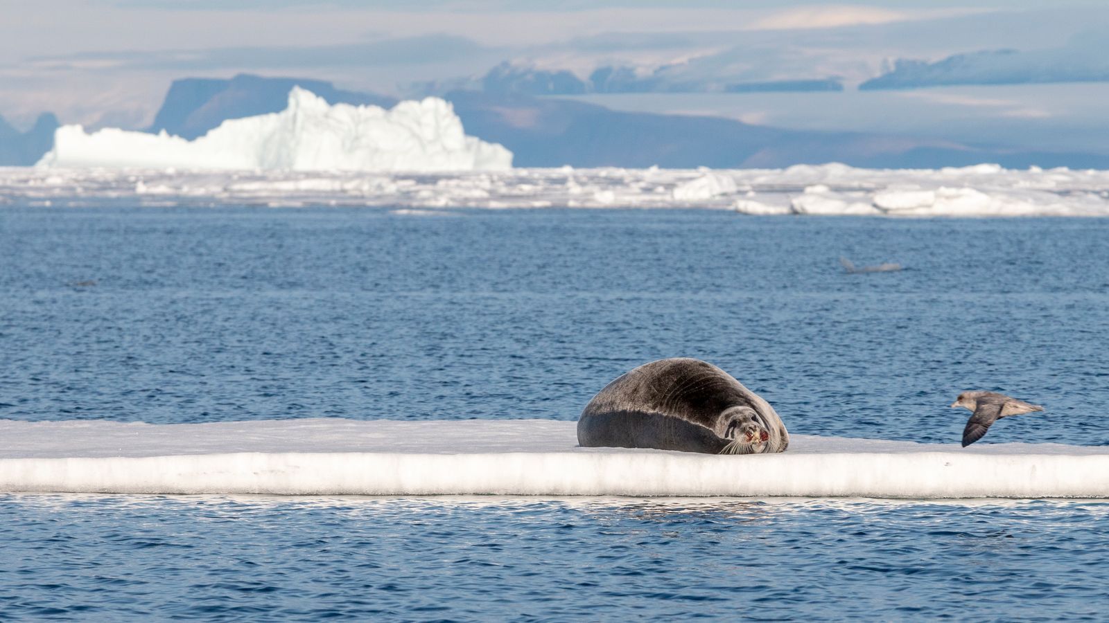A seal in lounges on an iceberg in Greenland.