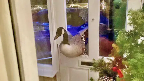 Woman’s shock as goose smashes through front door