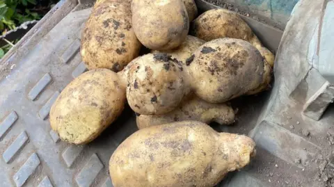 Lucy Munns A photo of oddly shaped potatoes fresh out of the ground. One potato looks like three potatoes stuck together