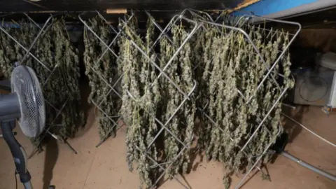 Dyfed-Powys Police Cannabis drying