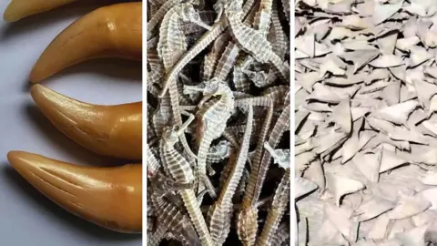 Tiger teeth and shark fins – how endangered species are being sold on Facebook