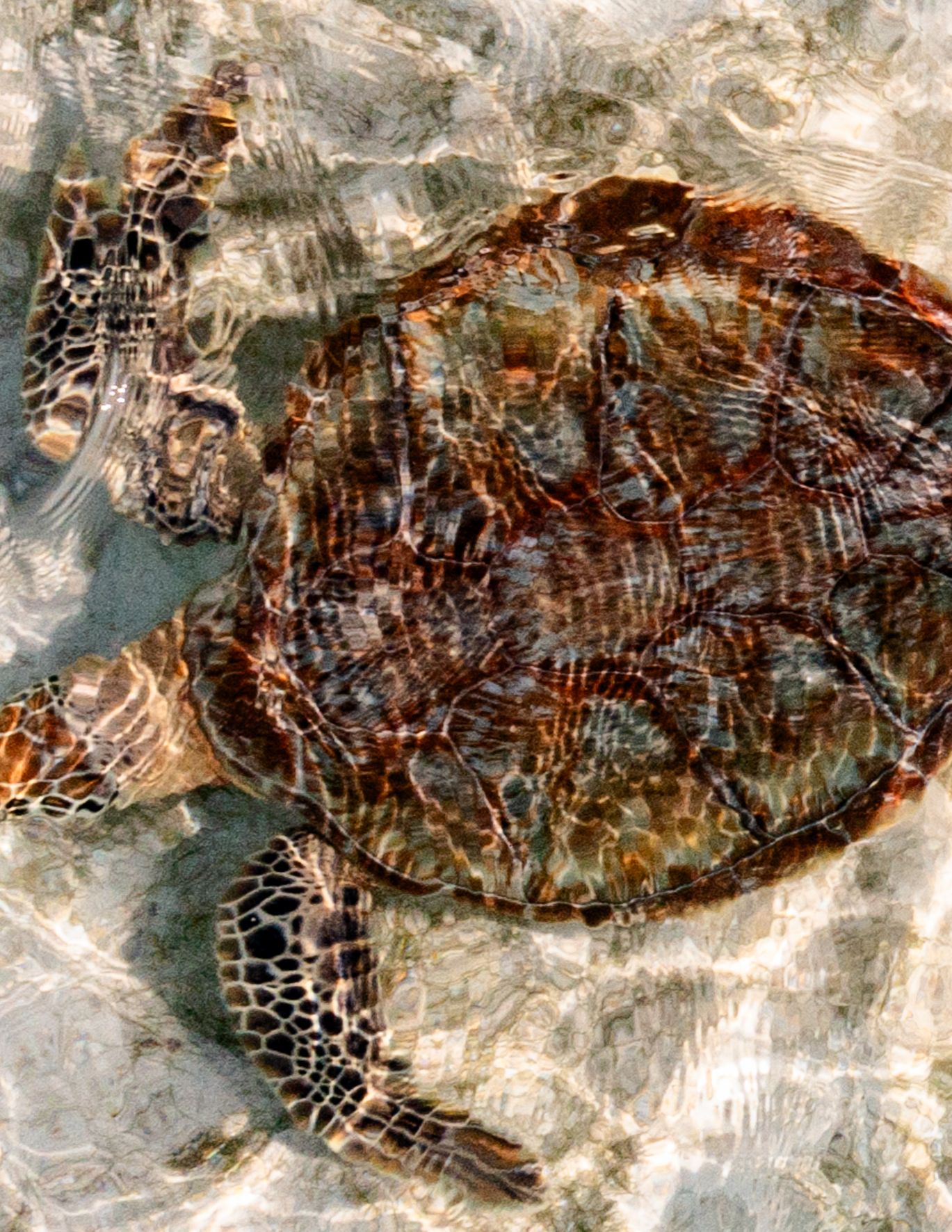 Image may contain Animal Reptile Sea Life Tortoise Turtle and Sea Turtle