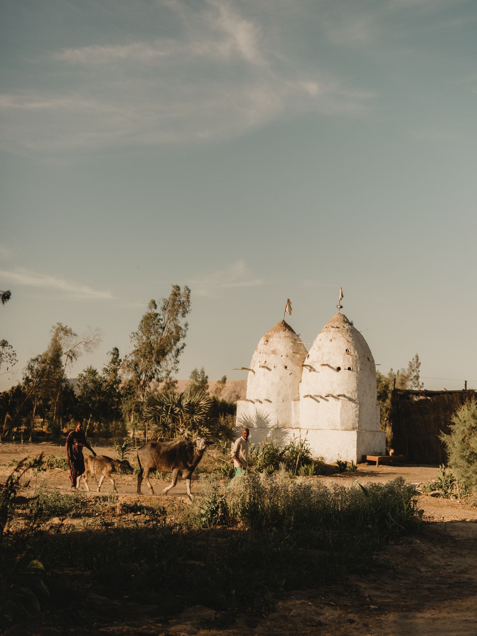 Image may contain Nature Outdoors Countryside Rural Village Person Animal Cattle Cow Livestock Mammal and Bird