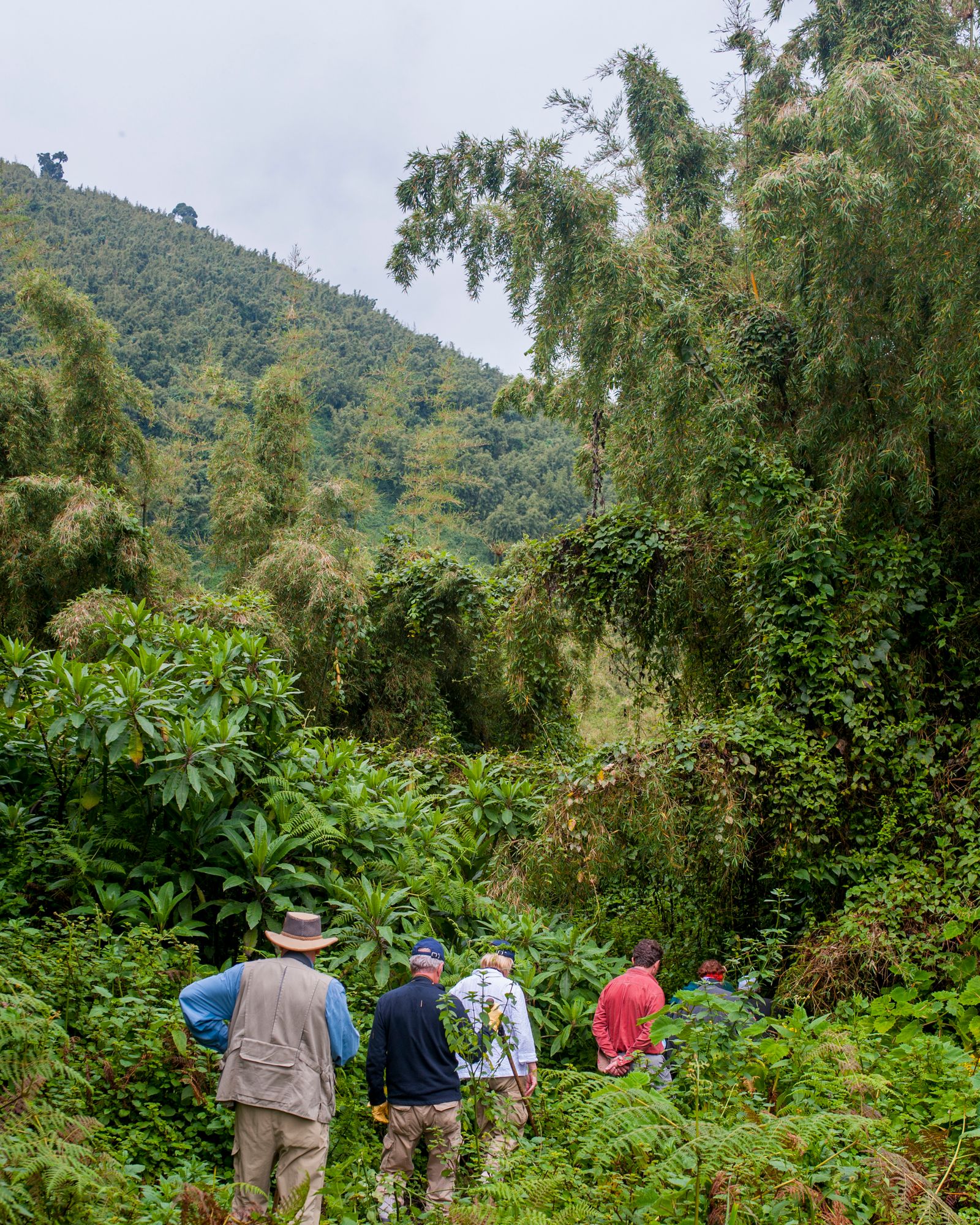 Image may contain Plant Vegetation Land Nature Outdoors Rainforest Tree Adventure Hiking and Leisure Activities