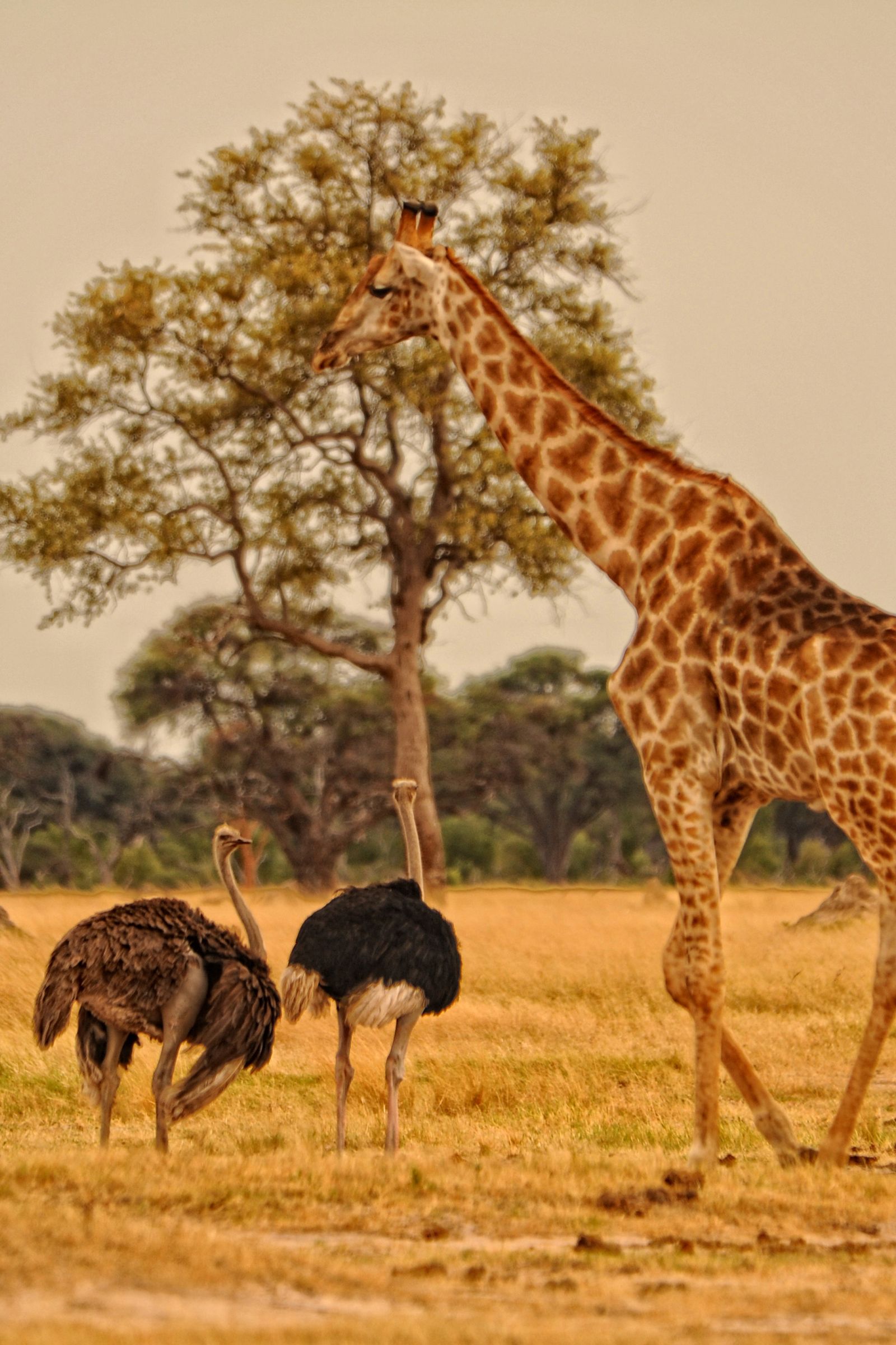 Image may contain Animal Giraffe Mammal Wildlife Field Grassland Nature Outdoors and Bird