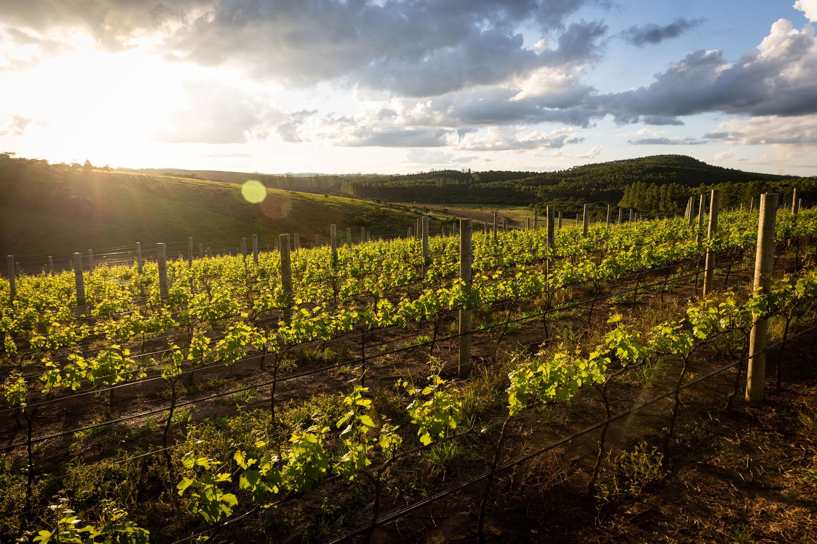 Image may contain Nature Outdoors Countryside Rural Farm and Vineyard