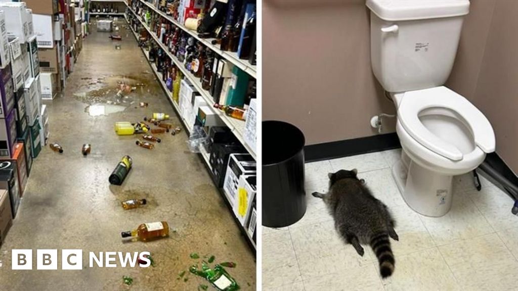 From booze to black belts: Virginia’s drunk raccoon suspected in karate shop break-in