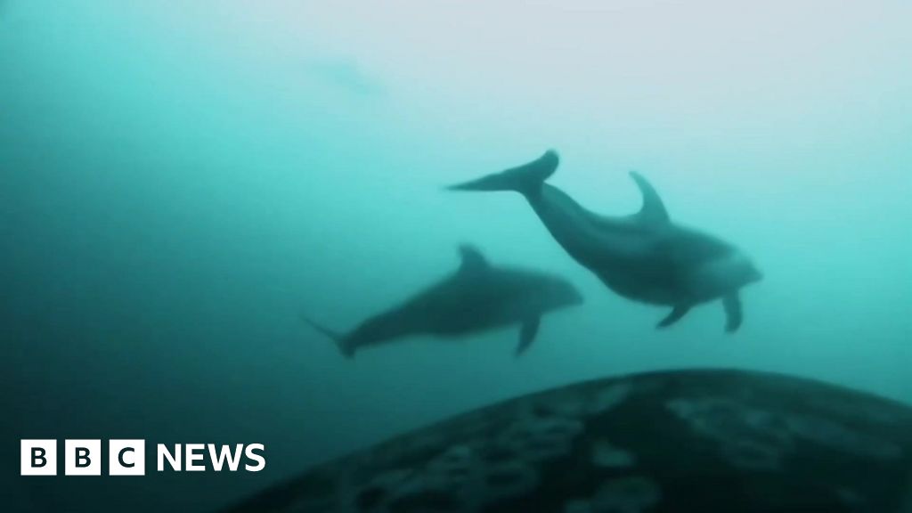 Watch: Cameras on killer whales record first evidence of joint hunt with dolphins