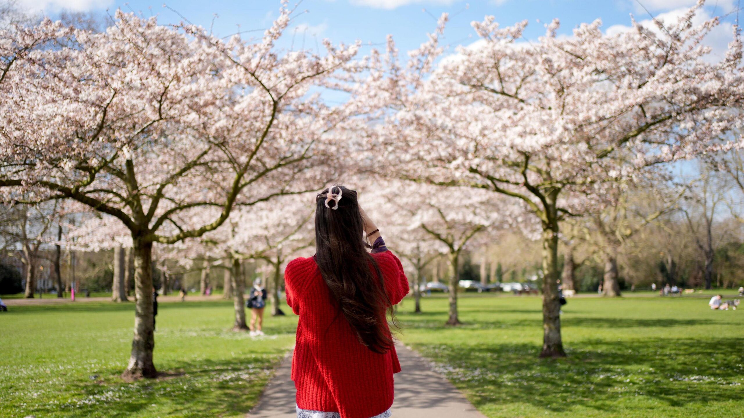 A woman photographs cherry blossom trees on a warm spring day in Battersea Park, London