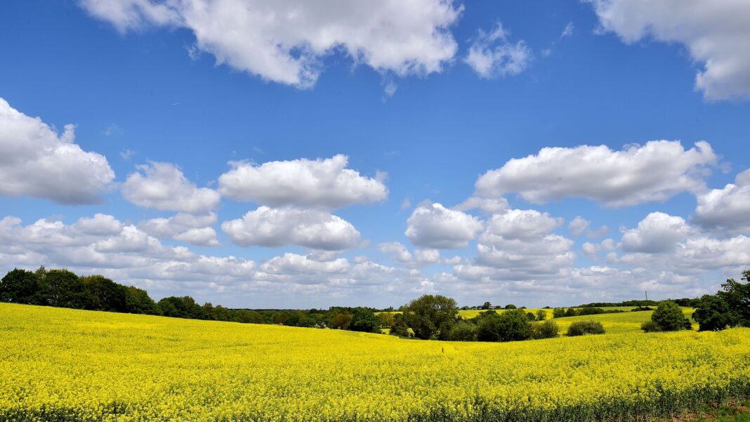 Farmers lose more than £800m after hottest spring and summer on record, study finds